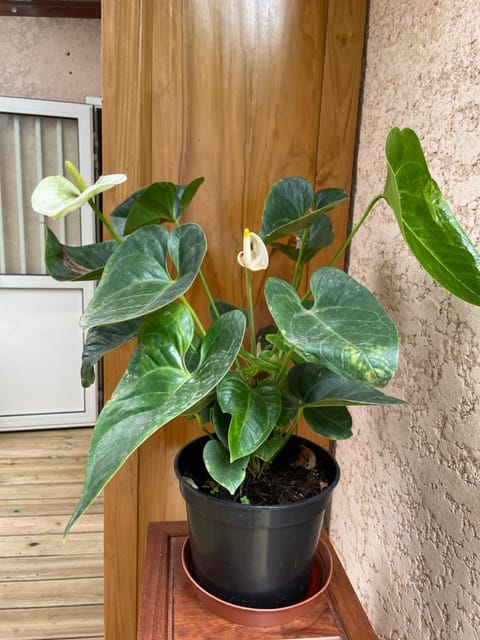 L’anthurium Condo in Saint-Paul