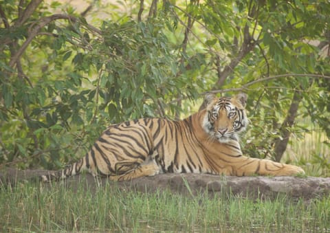 Tiger Tops Karnali Lodge Resort in Uttar Pradesh