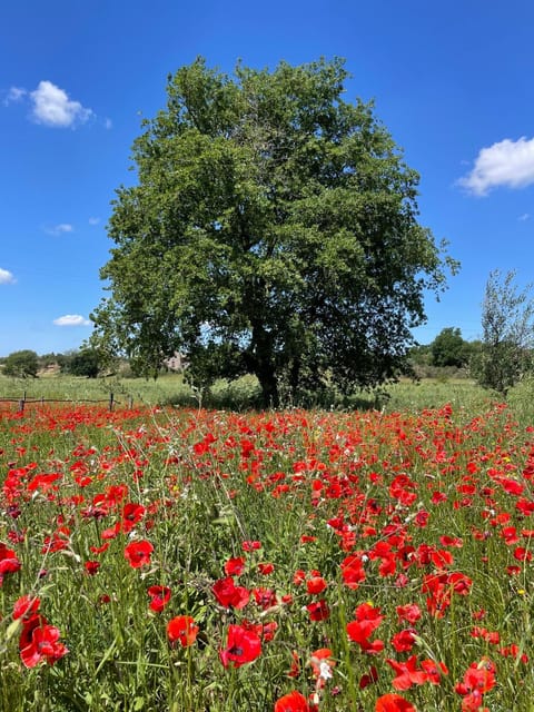 Summer, View (from property/room)