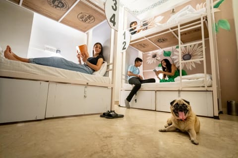 People, Pets, bunk bed