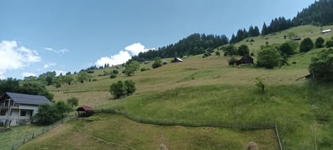 Pensiunea Sorina Casa Alba Bed and Breakfast in Brașov County