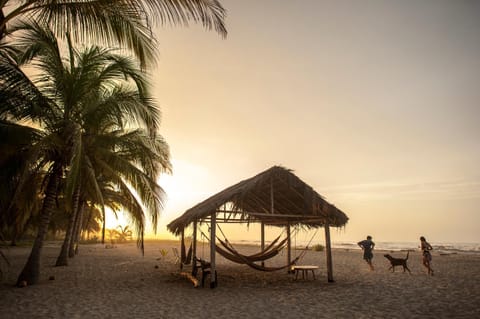 Natural landscape, Beach, Pets, Pets, group of guests