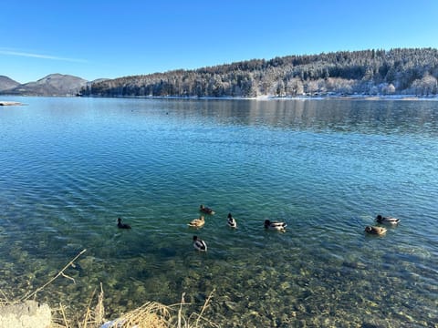 Day, Natural landscape, Animals, Lake view, Mountain view, River view