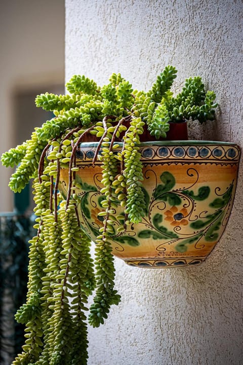 Patio, Garden, Garden view