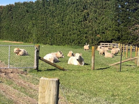 Rural Stay On City Doorstep House in Palmerston North