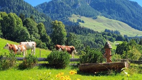 4 Bergpanorama mit herrlicher alpinen Almlandschaft Nichtraucherdomizil Appartement in Berchtesgaden