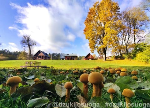 Day, Natural landscape, Autumn, Garden view, Inner courtyard view