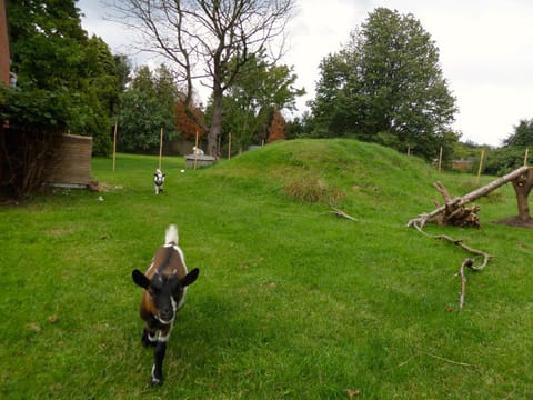 Garden, Pets