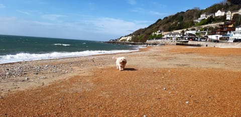 Day, Natural landscape, Beach, Pets, Sea view