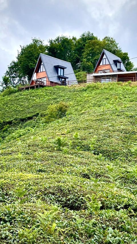 Property building, Natural landscape, Garden view