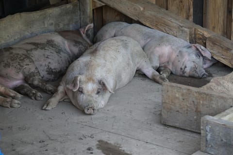 Ferienhof Almfrieden Farm Stay in Oberstdorf