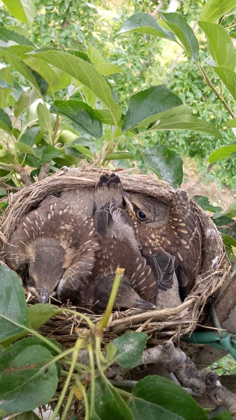 Patztauhof Farm Stay in Trentino-South Tyrol