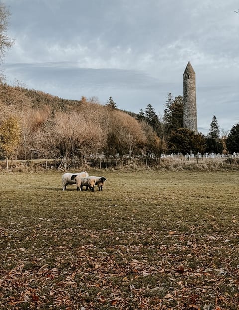 Nearby landmark, Animals