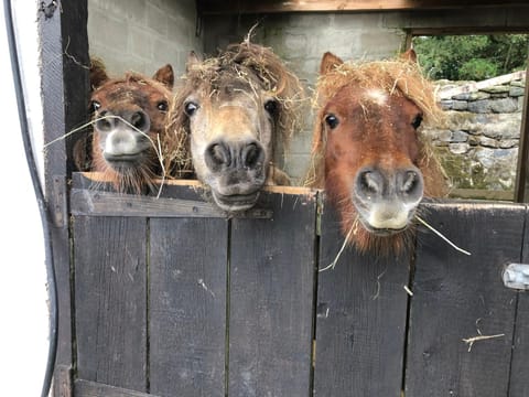 Bay View Cottage Apartment in England