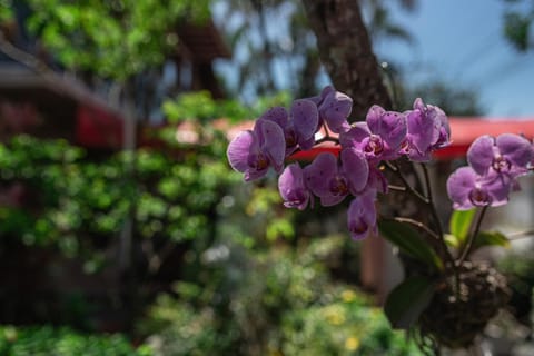 Garden, Garden view