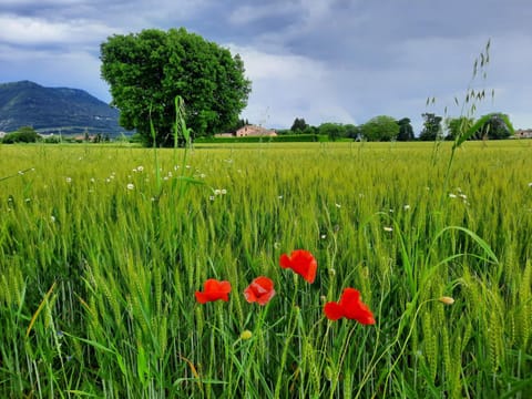 Casa Dora House in Gubbio