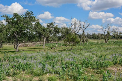 Spring, Day, Natural landscape, Garden, Garden view