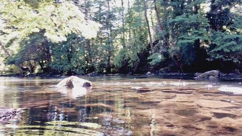 Natural landscape, River view