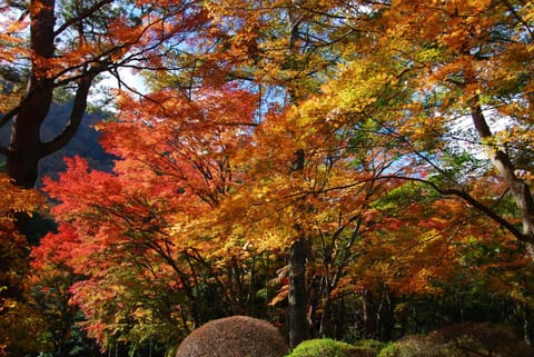 Day, Natural landscape, Garden