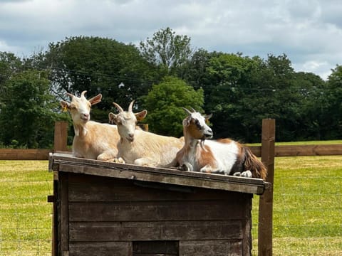 The Cow Shed Apartamento in Martletwy