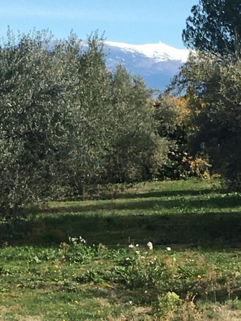 Garden, Mountain view