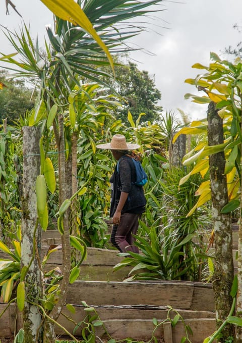 LE DOMAINE DE LA VALLEE Nature lodge in Martinique