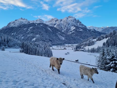 Natural landscape, Winter, Animals, Pets