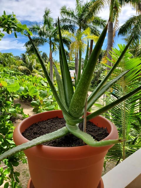 Garden, Garden view