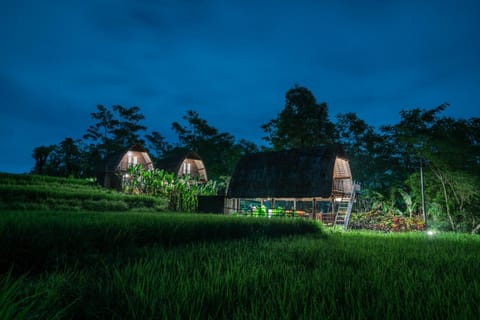 Property building, Night, Natural landscape, Garden, Garden view