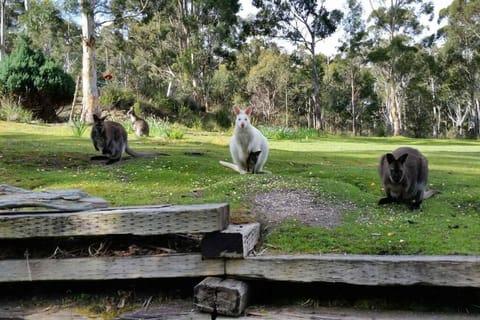 The Stone Cottage - Bruny Island House in South Bruny