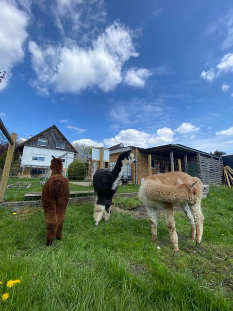 Staff, Natural landscape, View (from property/room), Animals, Animals, Pets, Family