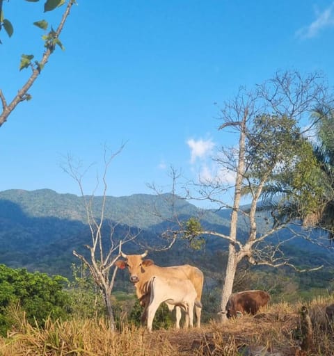 Day, Natural landscape, Animals, Mountain view