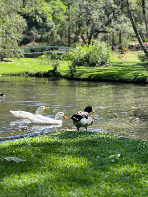 Animals, Lake view