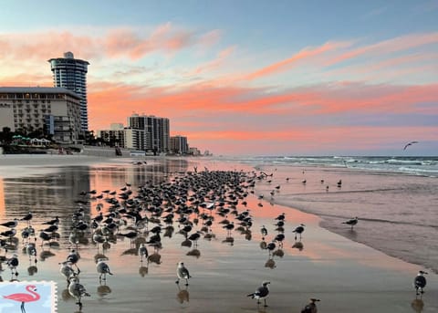 "SHERWIN" Coastal Vibes Oceanfront Condominium 301 Apartment in South Daytona