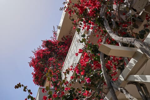 Mila Malia Studios Hotel Appartement-Hotel in Malia, Crete
