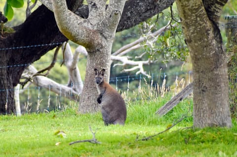 Wakefields - an enchanting mountain view cottage Casa in Mole Creek