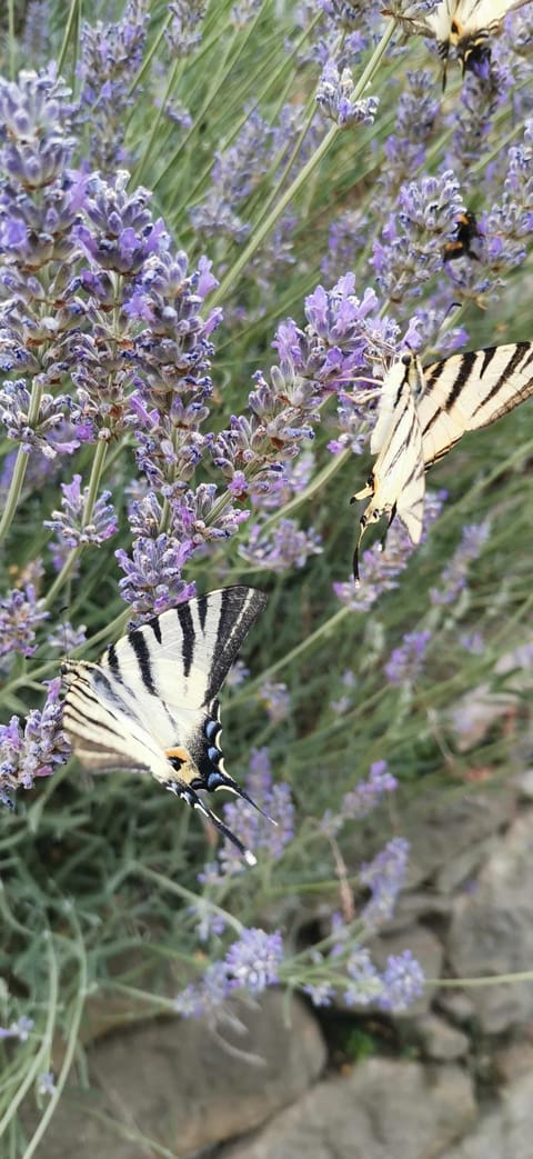 Spring, Day, Natural landscape, Summer, Garden, Sunset