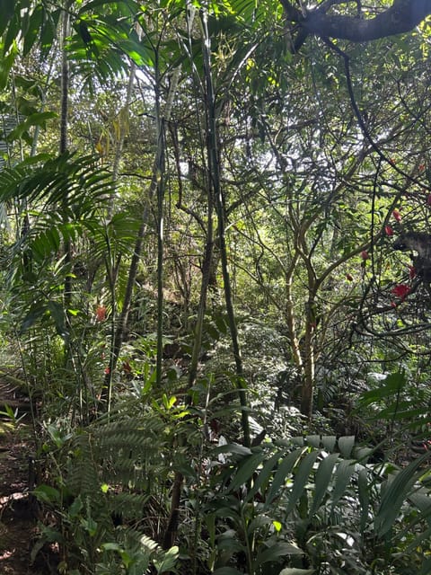 Eco Villas Tambor Tucanes House in Tambor