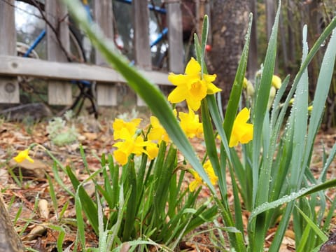 Spring, Garden