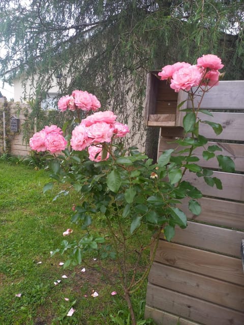 Garden, Garden view