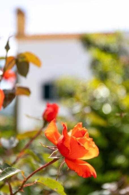 Nuvem Cristina c piscina Óbidos 3 quartos Villa in Amoreira