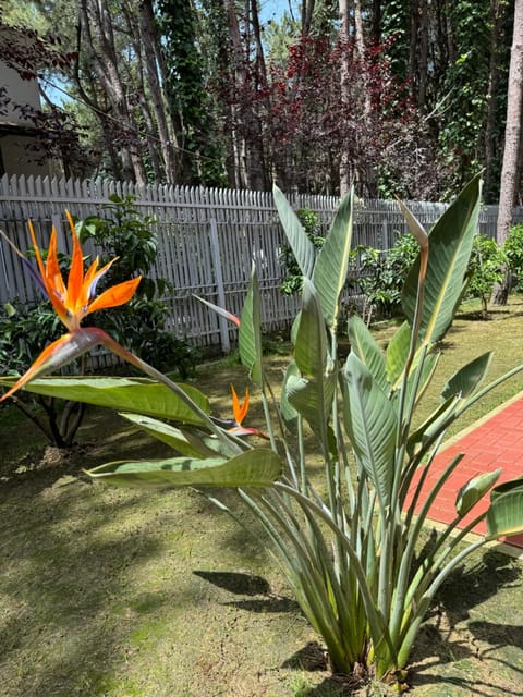 Day, Garden, Garden view