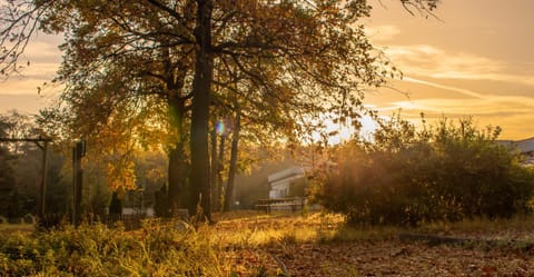 Natural landscape, Garden view, Sunrise