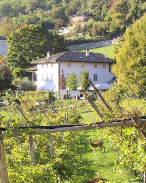 Agritur Cantina Romanese Farm Stay in Levico Terme