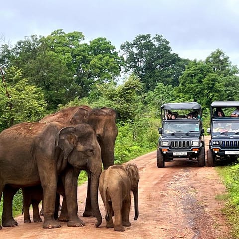 Jungle Lodge Bed and Breakfast in Southern Province