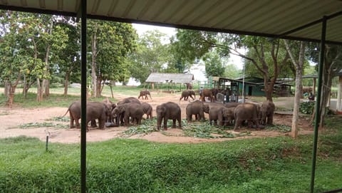 Jungle Lodge Bed and Breakfast in Southern Province