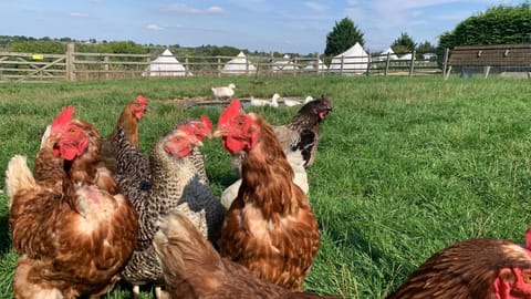 Home Farm Radnage Glamping Bell Tent 3, with Log Burner and Fire Pit Luxury tent in Wycombe District