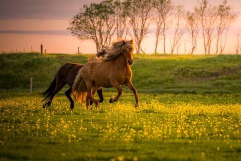 Horse-riding, Horse-riding, Sunset