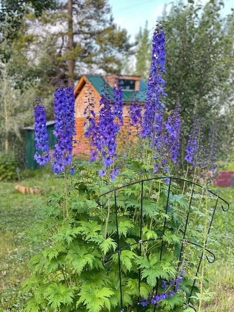 Day, Garden, Garden view