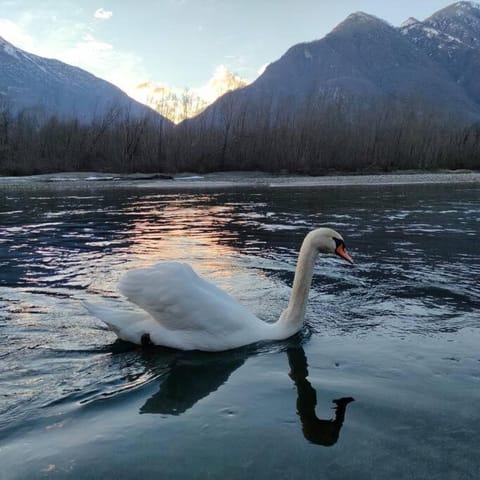 Natural landscape, Animals, River view